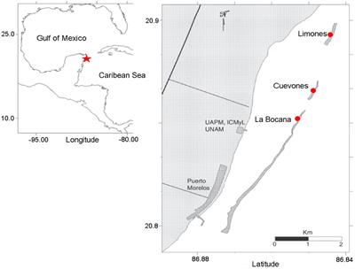 Effects of Partial Mortality on Growth, Reproduction and Total Lipid Content in the Elkhorn Coral Acropora palmata